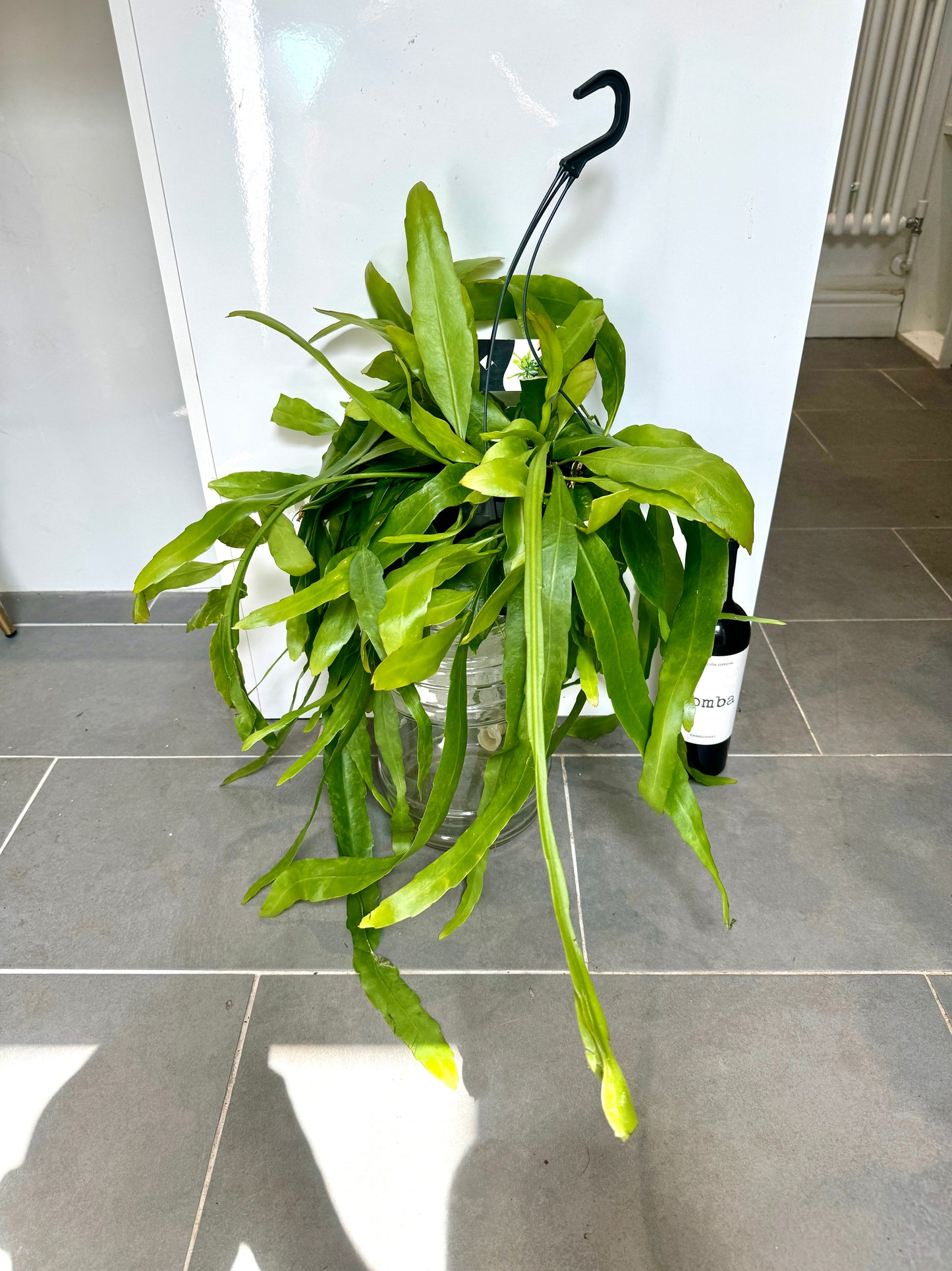 60cm Epiphyllum Hanging Plant