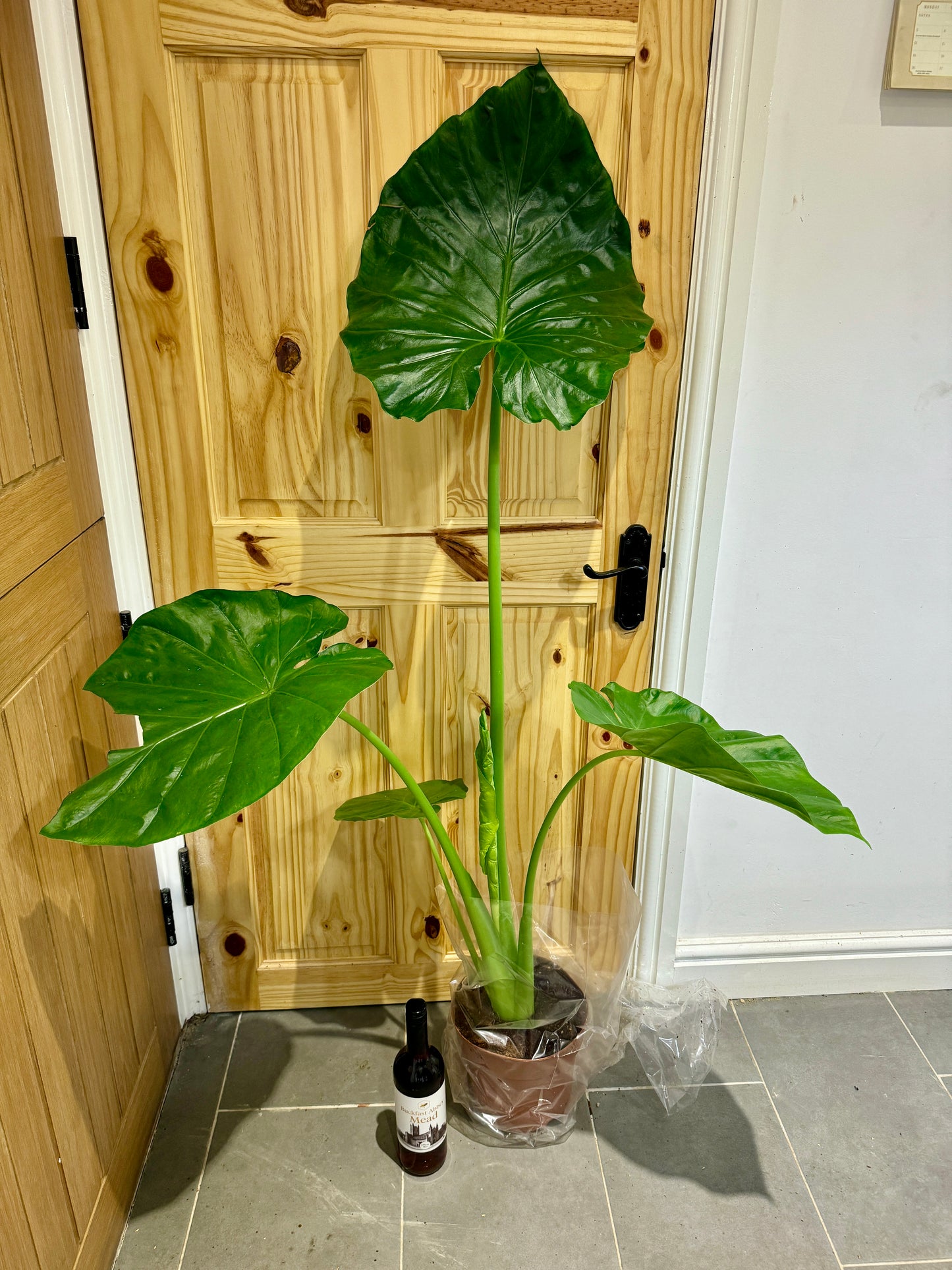 140cm Alocasia Macrorrhiza