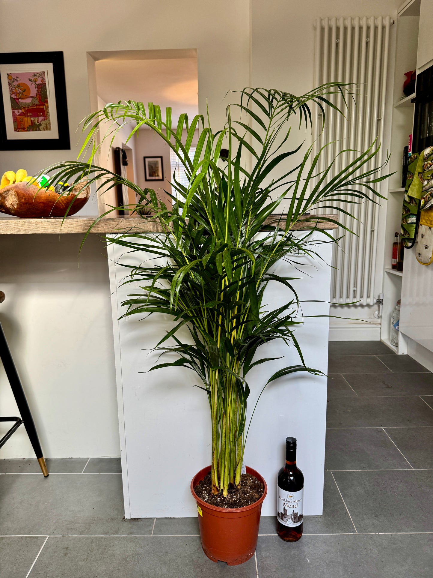 130cm Dypsis Lutescens (Areca palm)