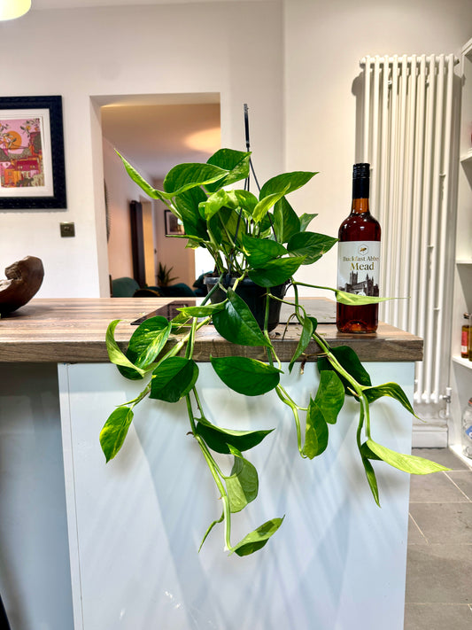 50cm Epipremnum Aureum (Devil’s Ivy)