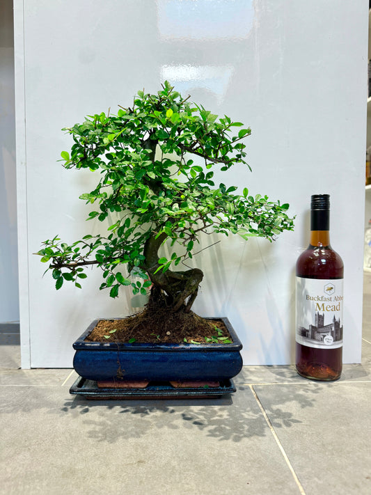 50cm Bonsai Tree in Ceramic Dish