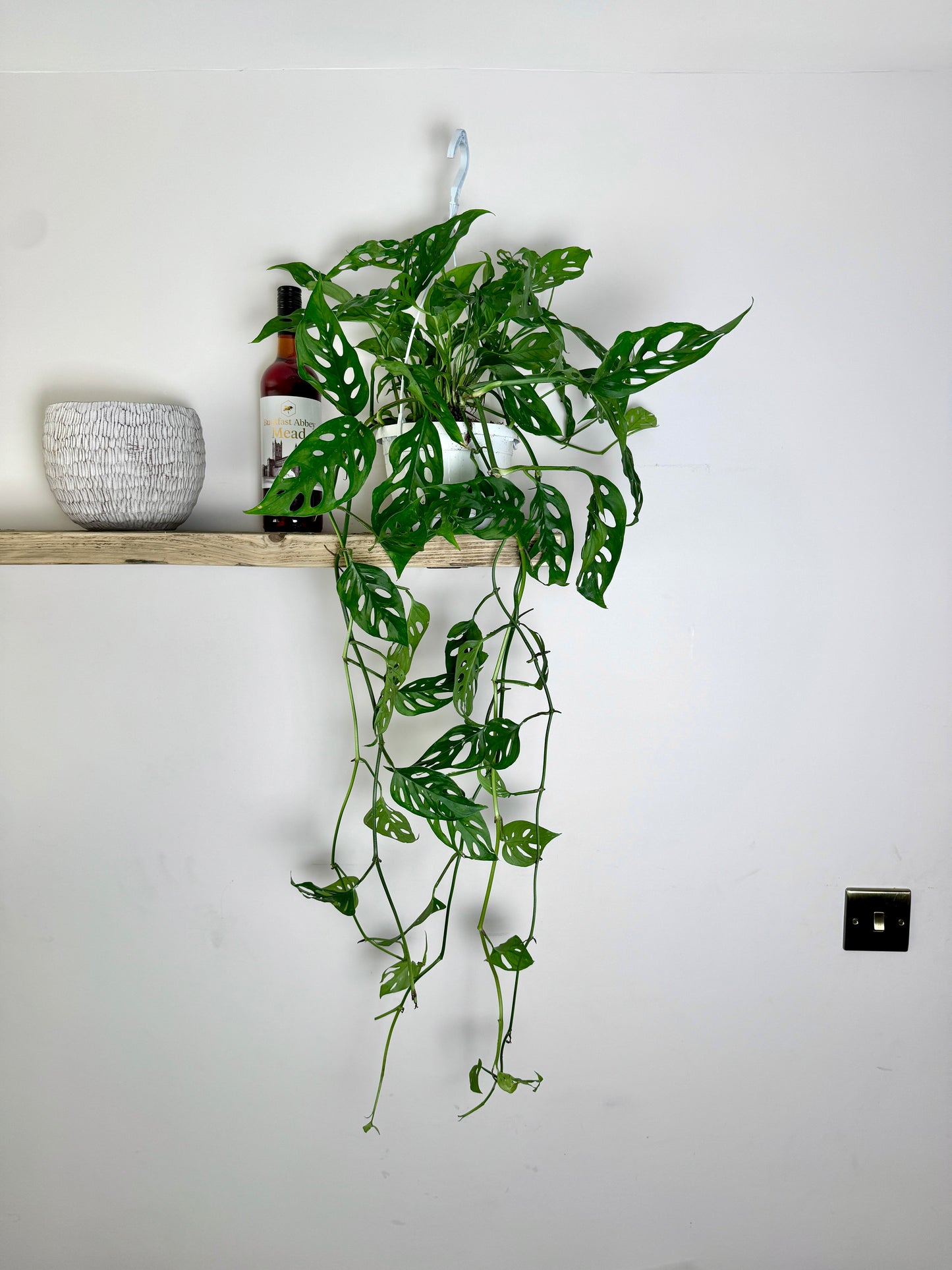 60cm Hanging Monstera Adansonii (Monkey Mask Cheese Plant)