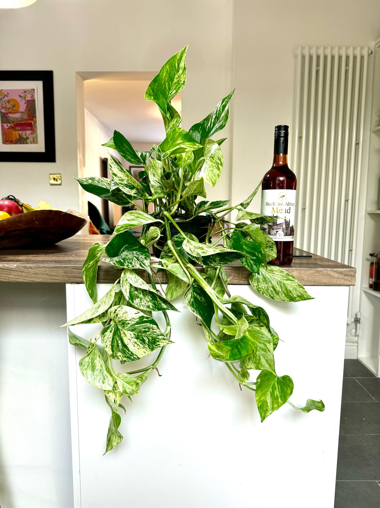 60cm Epipremnum Marble Queen (Devil’s Ivy)