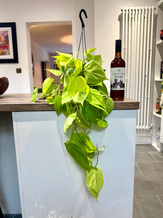 60cm Philodendron Scandens Mican Lemon / Lime (Devils Ivy)