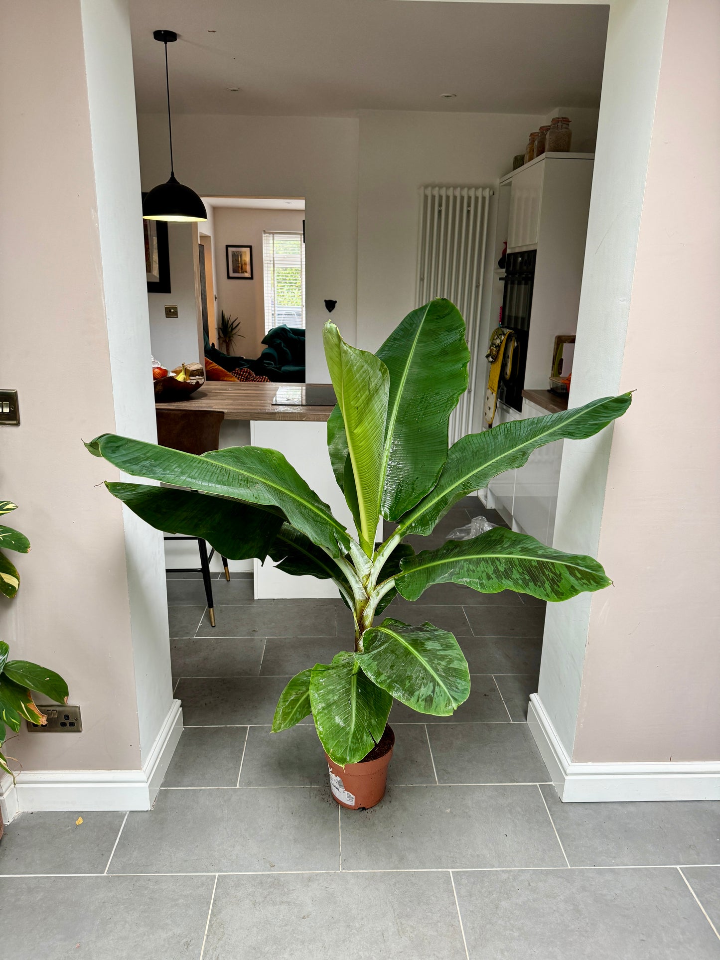 150cm Musa Dwarf Cavendish (Banana Plant)