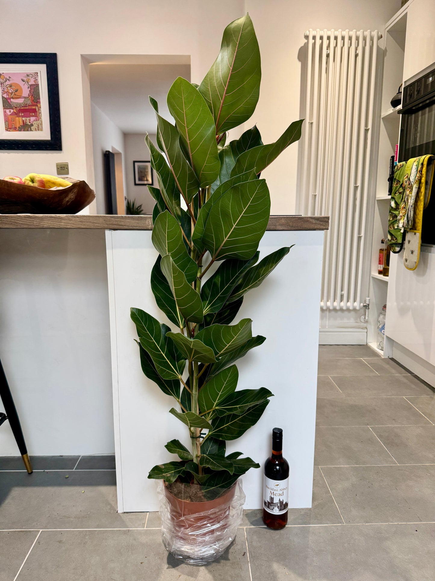 130cm Ficus Beng Joy