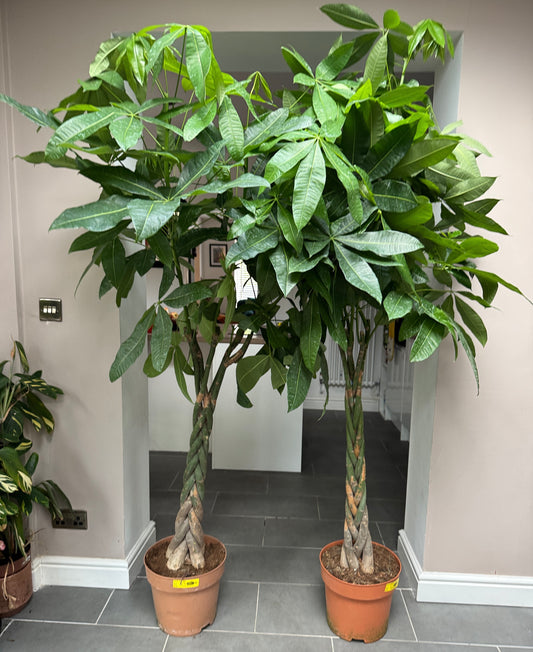 200cm Pachira Aquatica (Money Tree)