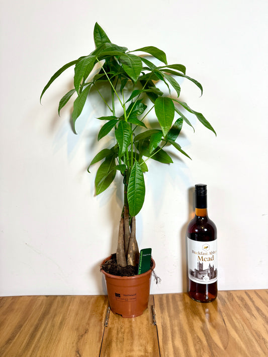 60cm Pachira Aquatica (Money Tree)