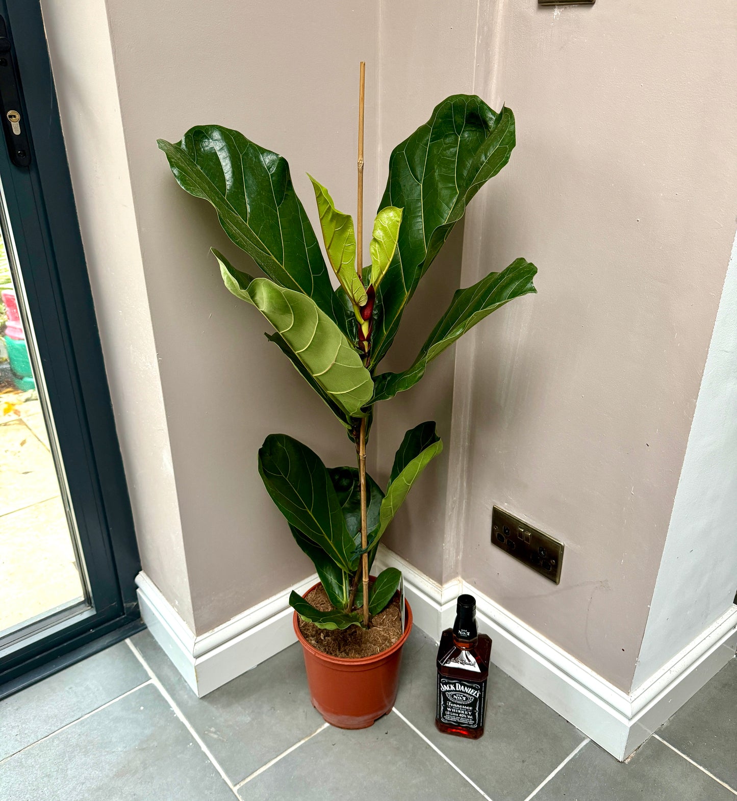 110cm Ficus Lyrata (Fiddle Leaf Fig)