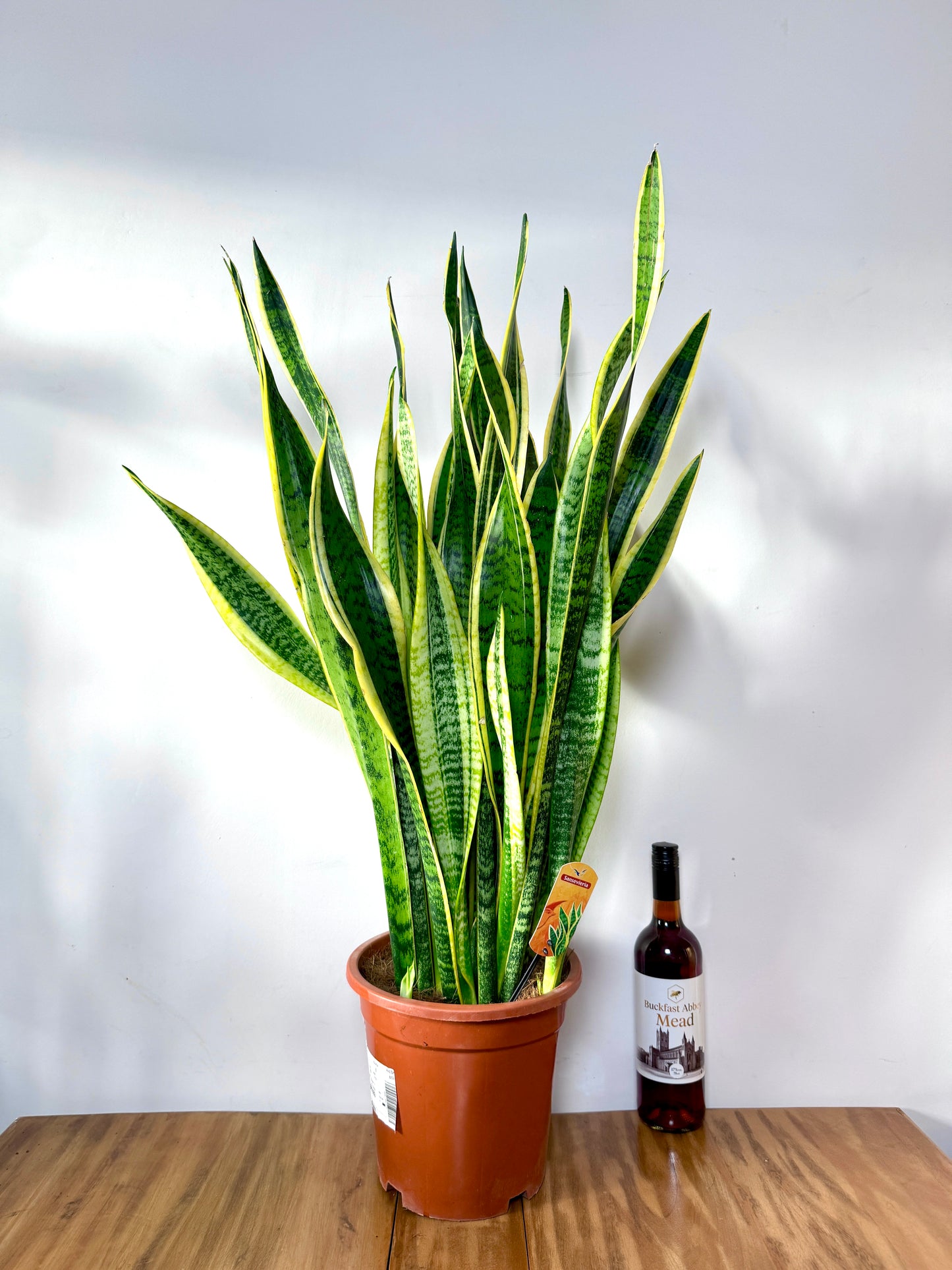 100cm Snake Plant / Mother in Law’s Tonge