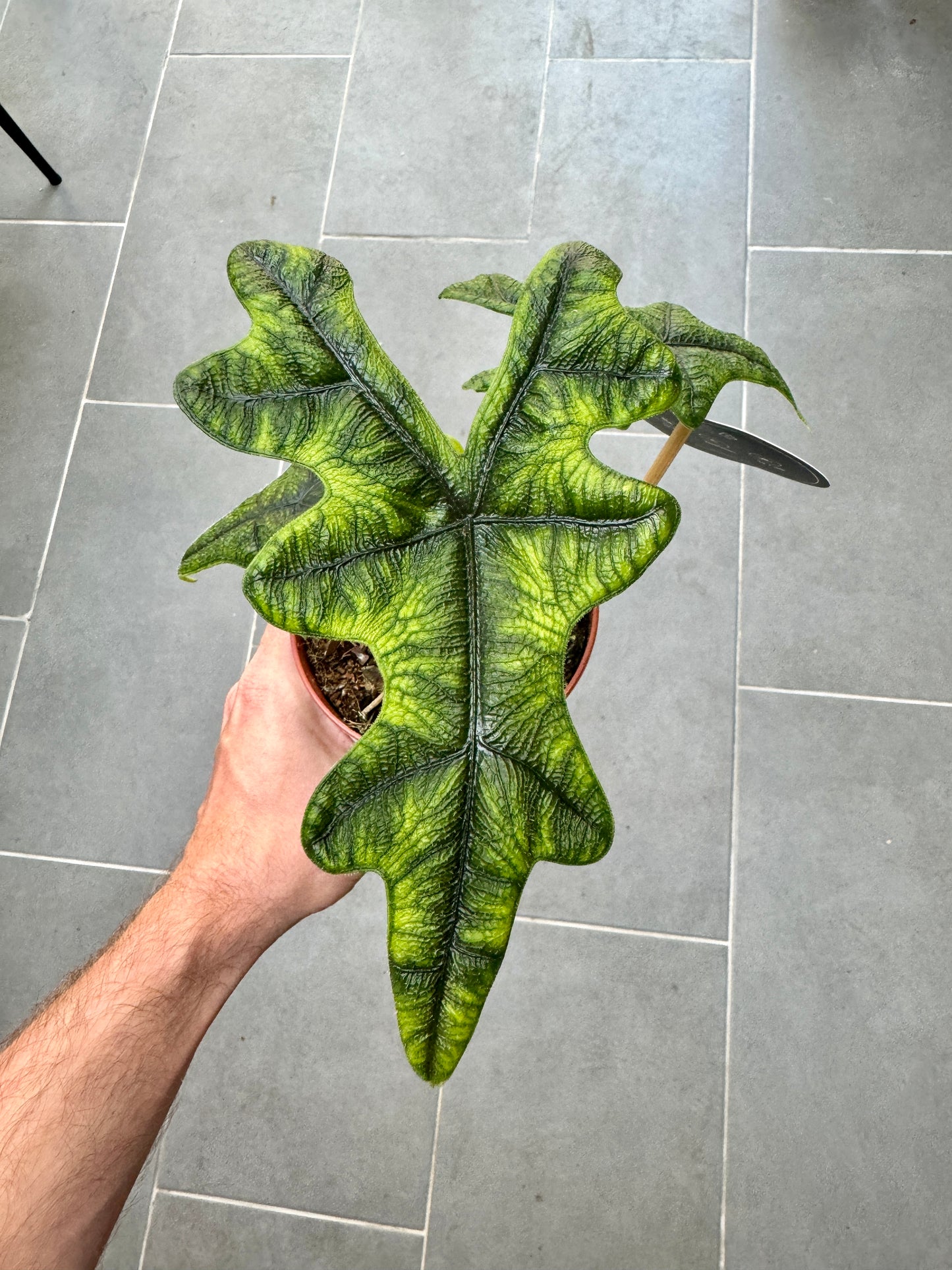 80cm Alocasia Jacklyn