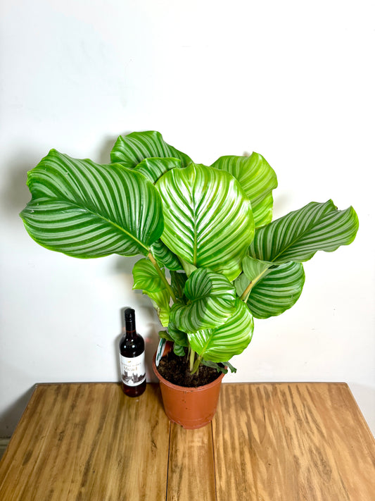 75cm Calathea Orbifolia