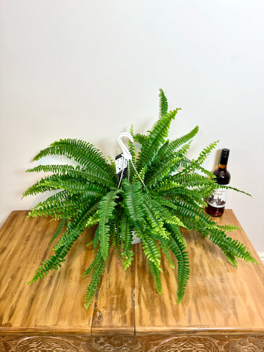 60cm Boston Fern