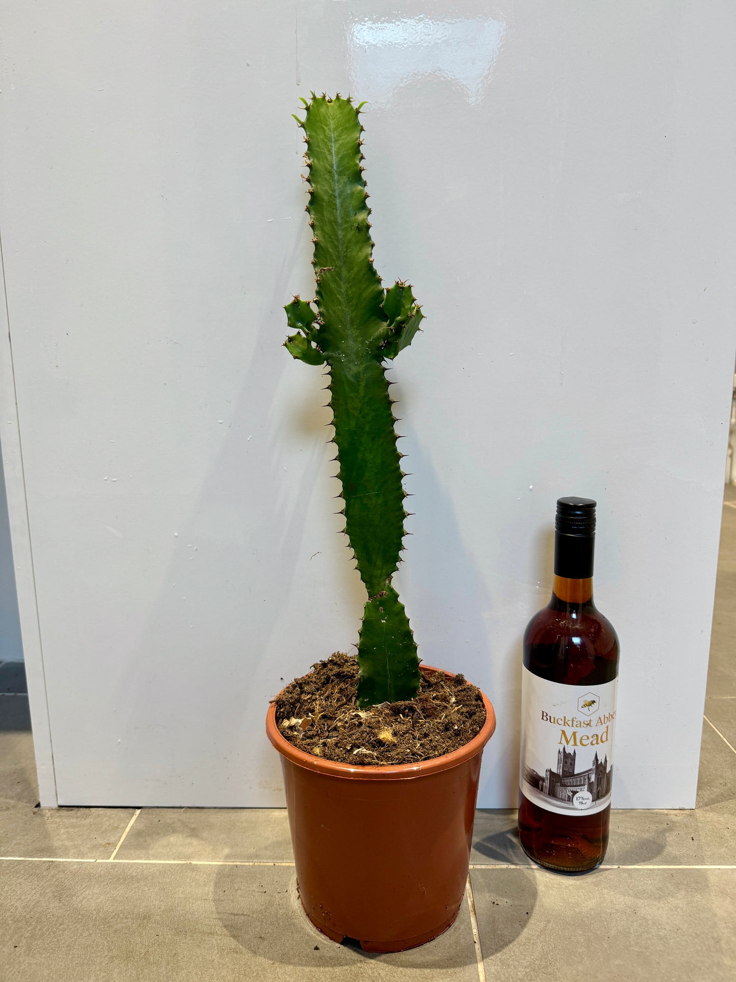 60cm Euphorbia Acrurensis cactus