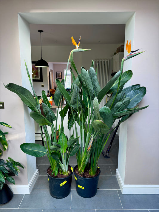 170cm Strelitzia Reginae (Orange Flowering Bird of Paradise)