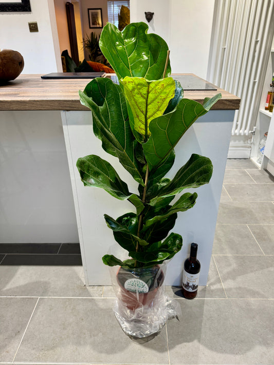 110cm Ficus Lyrata (Fiddle Leaf Fig)