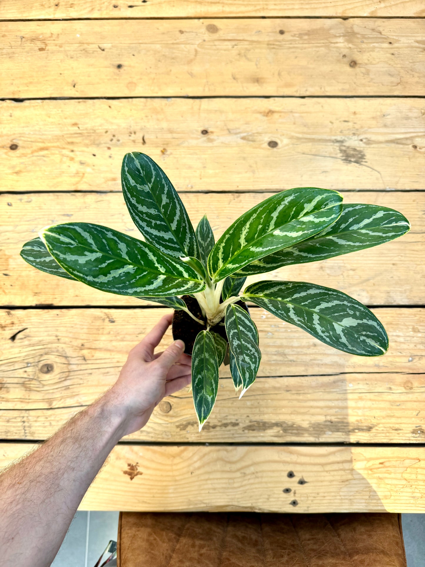 35cm Aglaonema Ivy Green