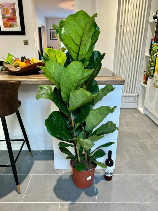 140cm Double Stemmed Ficus Lyrata (Fiddle leaf fig)