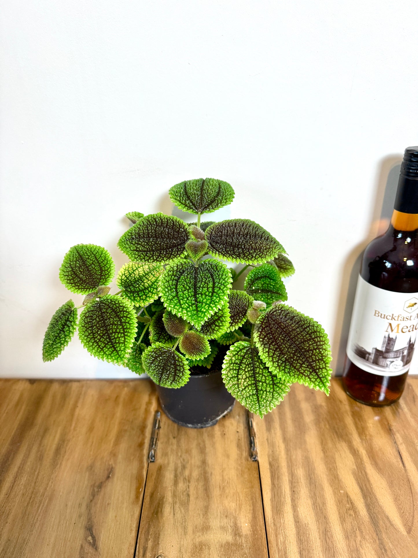 30cm Pilea Moon Valley