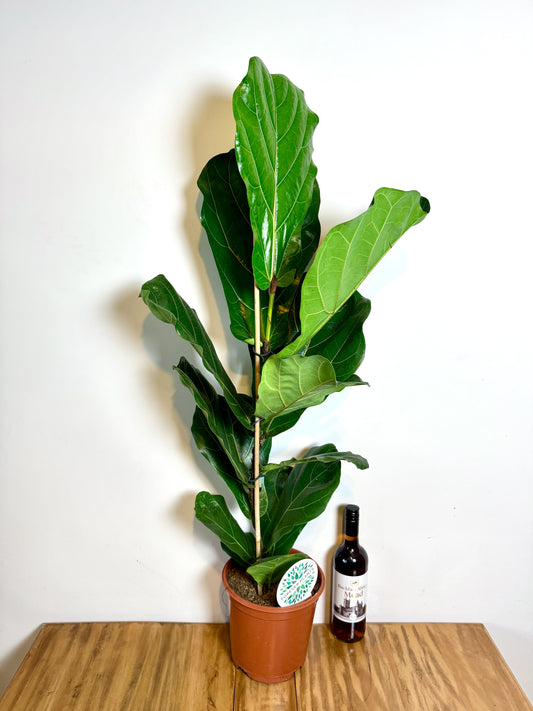 120cm Ficus Lyrata (Fiddle Leaf Fig)