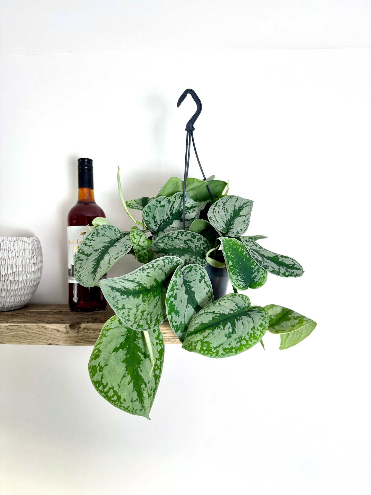 40cm Scindapsus Pictus Trebie (Satin Pothos)