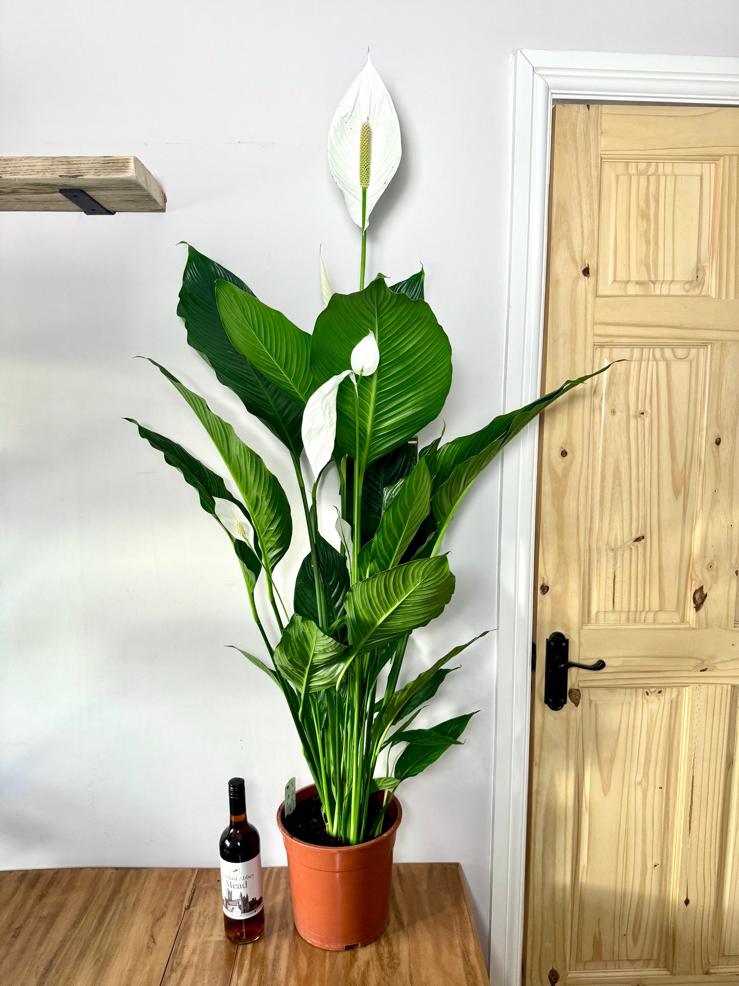 150cm Giant Peace Lily