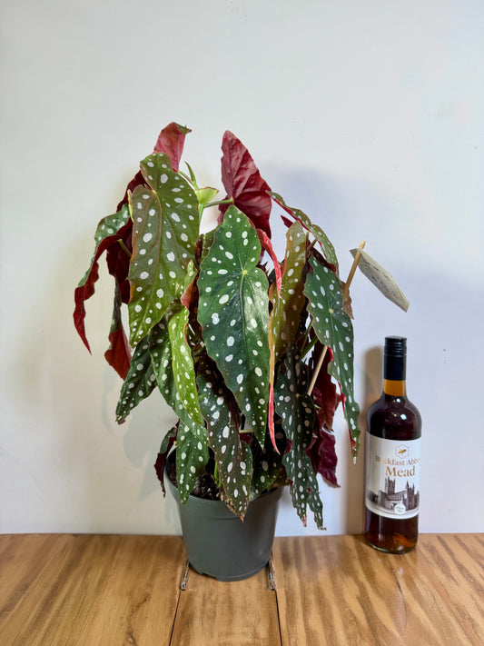 60cm Begonia Maculata