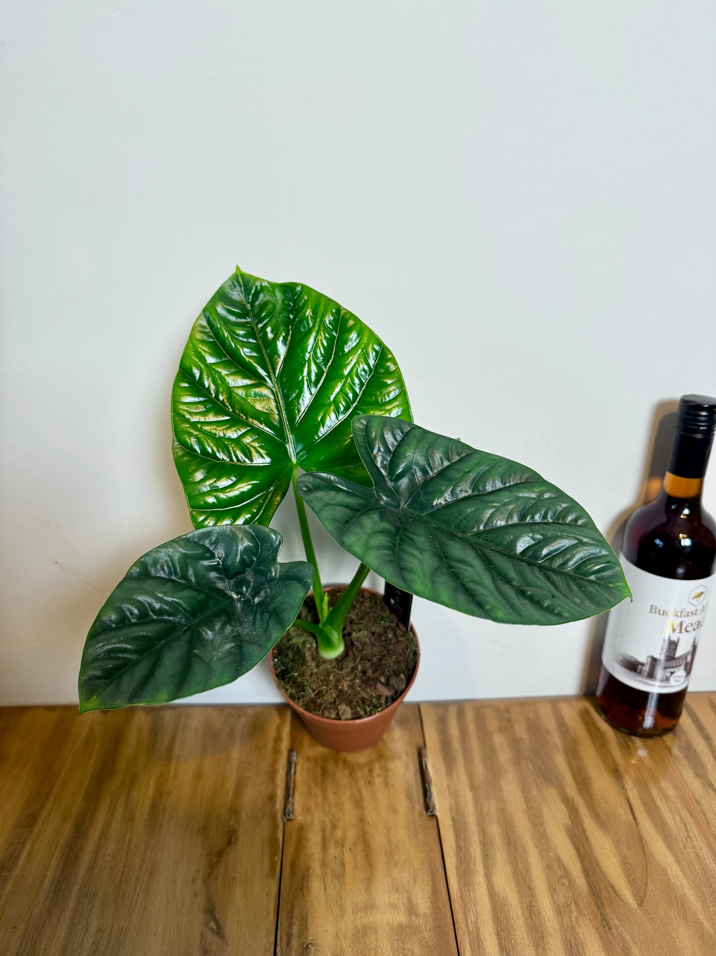 30cm Alocasia Lukiwan