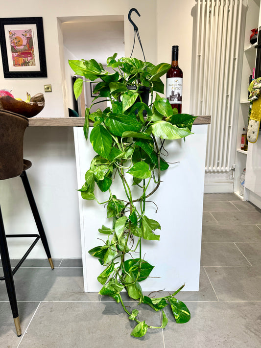 150cm Hanging Devils Ivy