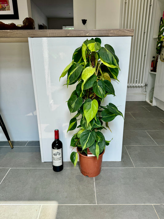 90cm Philodendron Scandens Brasil