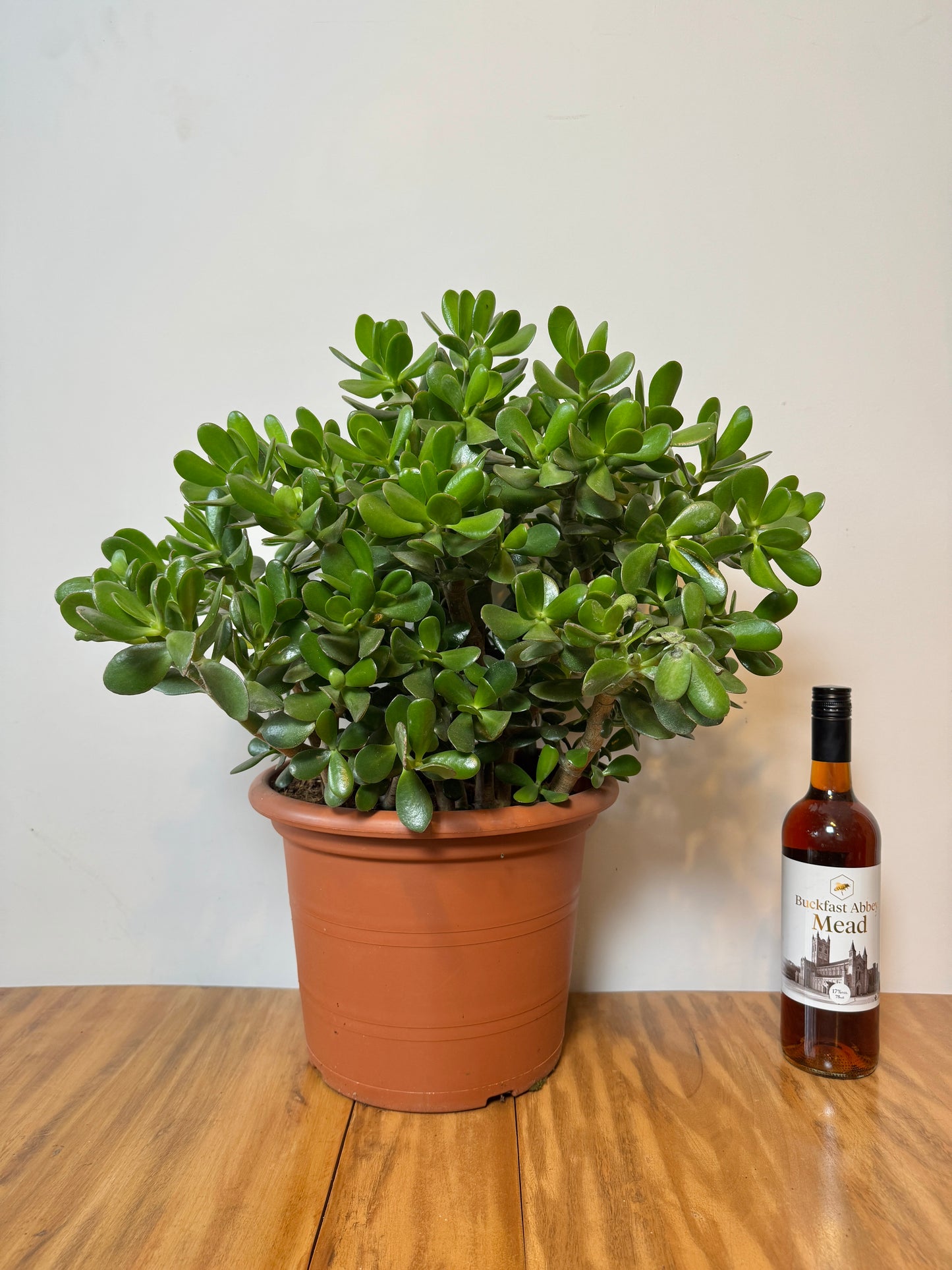 65cm Giant Crassula Ovata (Jade Plant)