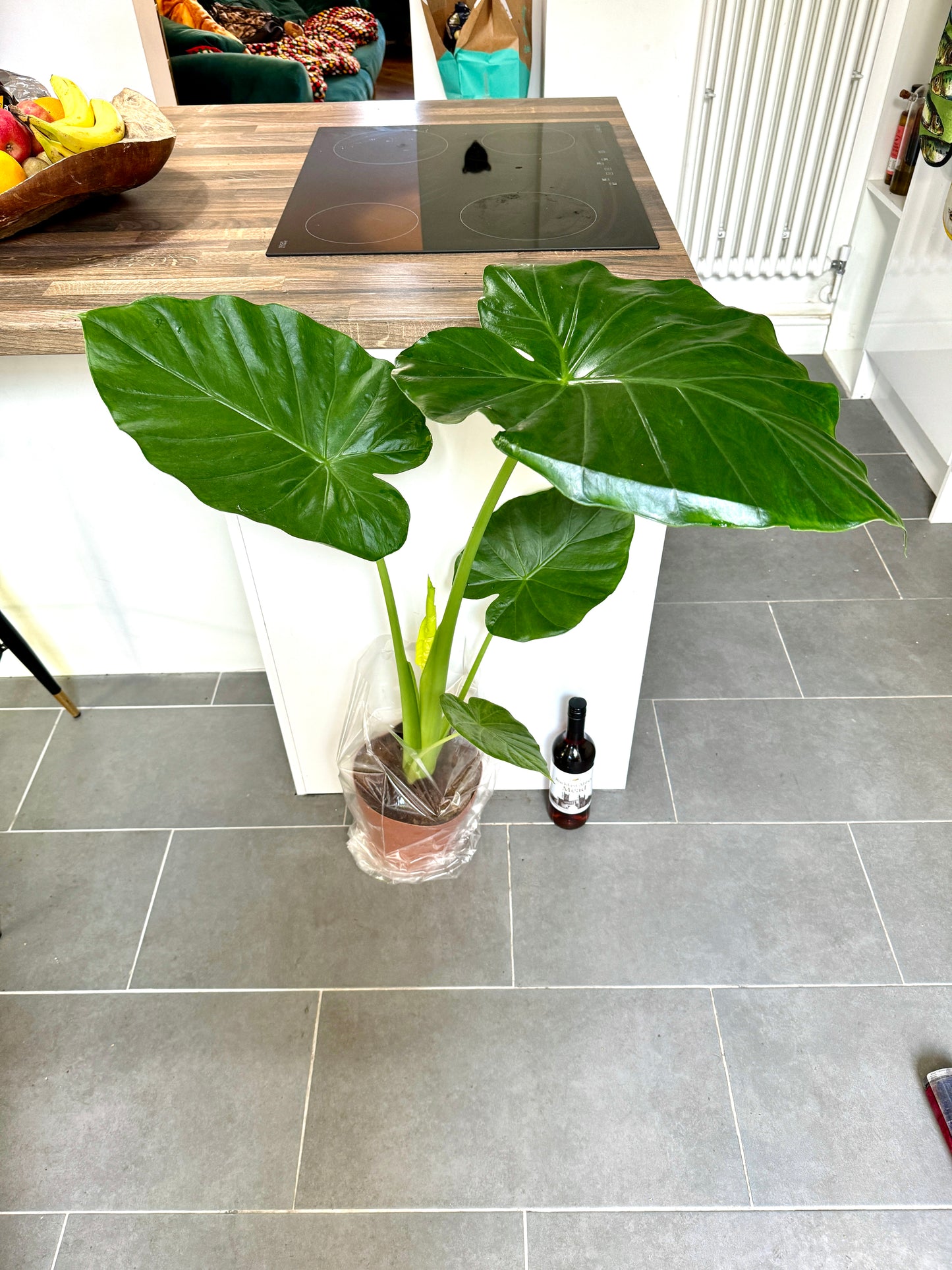 140cm Alocasia Macrorrhiza