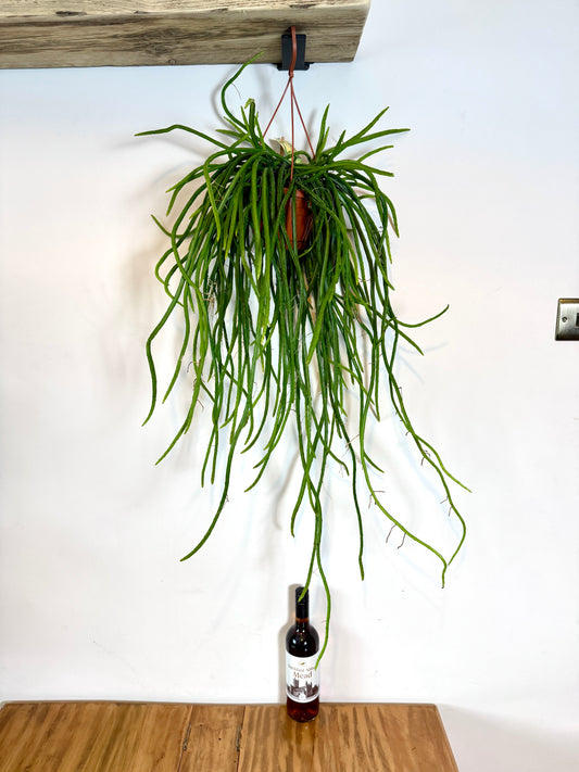 75cm Rhipsalis Werckleii (Moonlight Cactus)