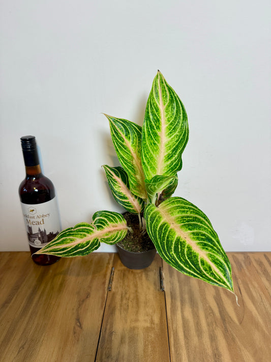 35cm Aglaonema Eyecatcher