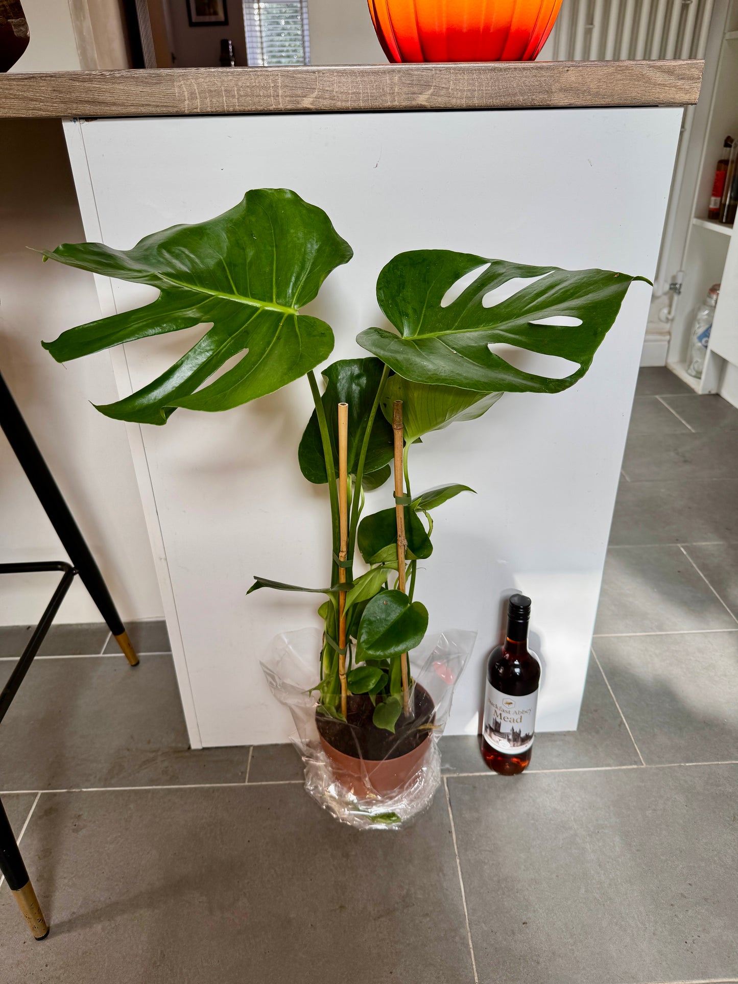 70cm Swiss Cheese Plant