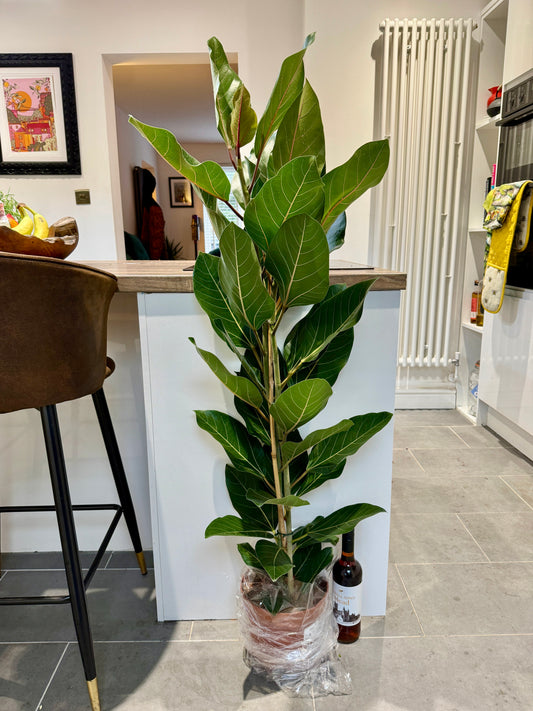 130cm Ficus Beng Joy