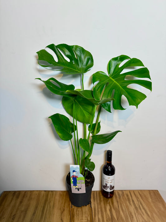 90cm Monstera Deliciosa (Swiss Cheese)