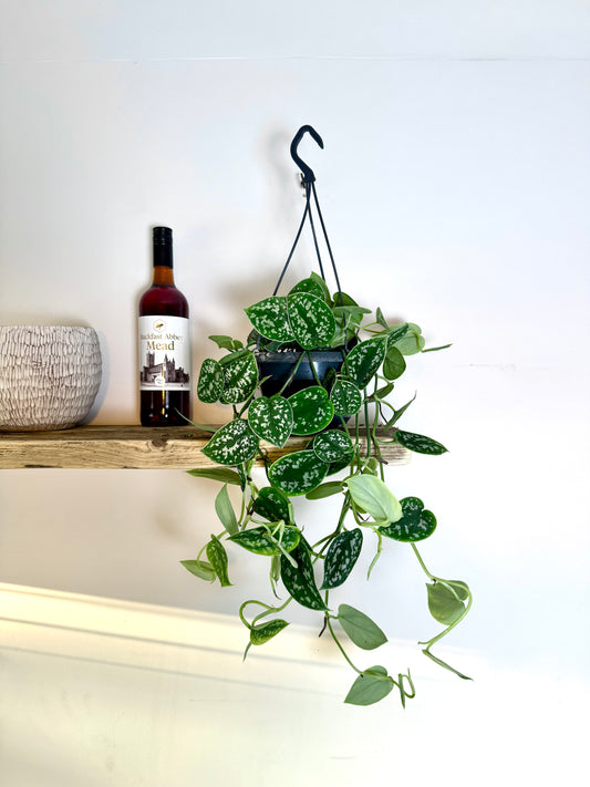 50cm Satin Pothos (Scindapsus Argyraeus)