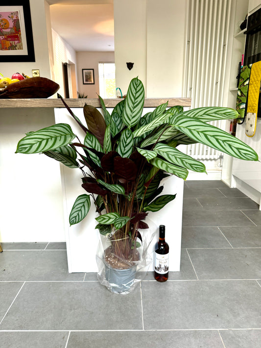 100cm Ctenanthe Green Flag (Prayer Plant)