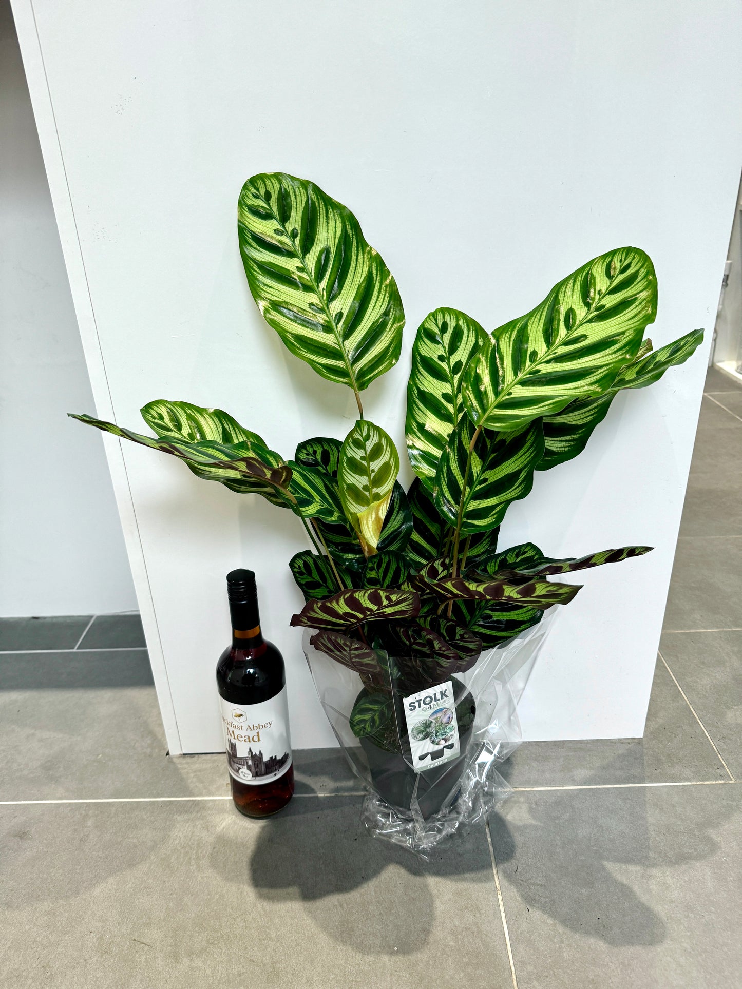 70cm Calathea Makoyana