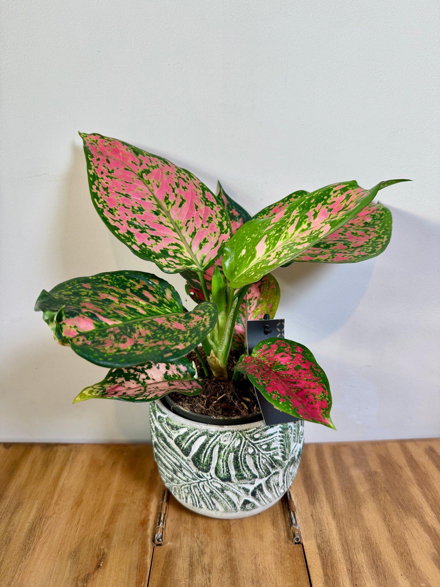 25cm Aglaonema Crimson Love