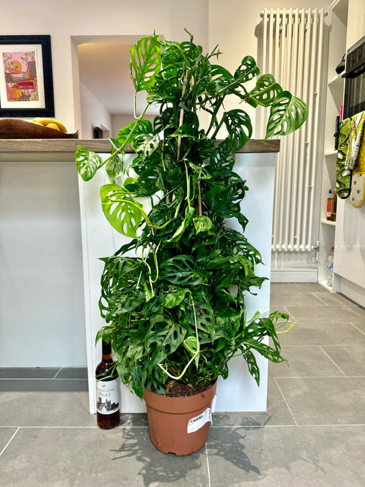 120cm Monstera Adansonii (Money Mask Cheese Plant)