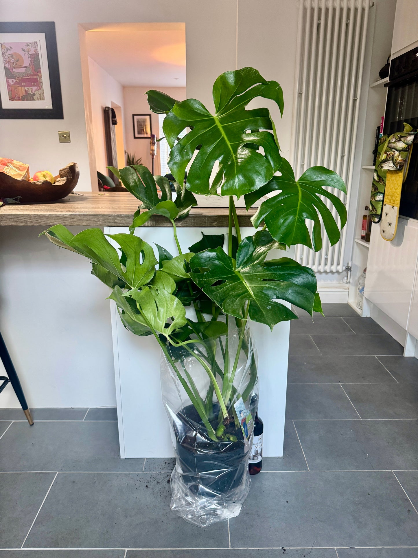 130cm Monstera Deliciosa (Swiss Cheese Plant)