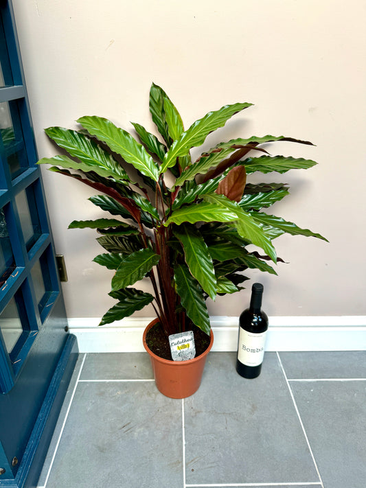 80cm Calathea Rufibarba