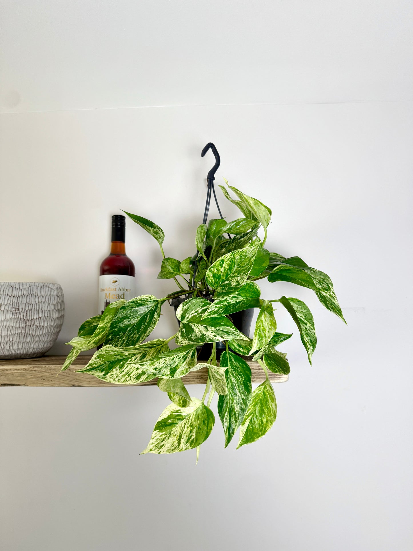 40cm Hanging Devils Ivy Marble Queen