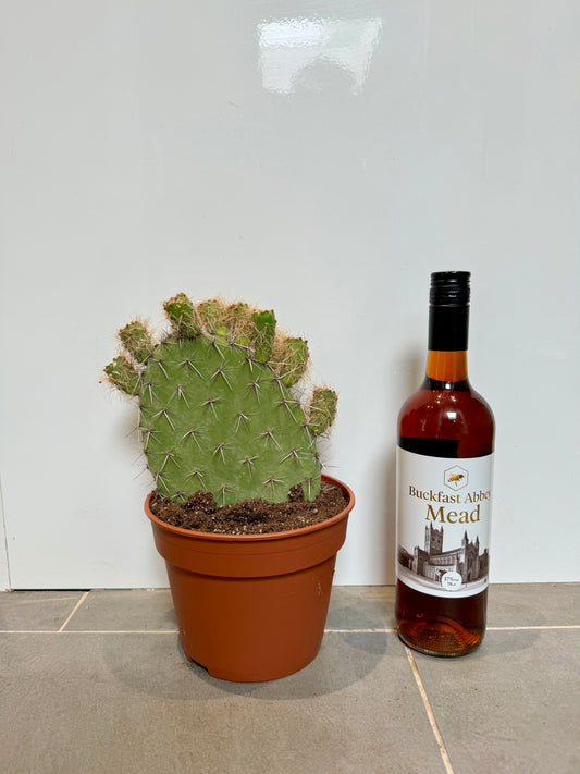 30cm Bear Paw Cactus (Oputia)