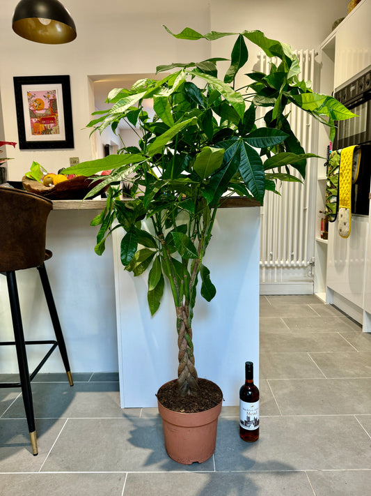 150cm Pachira Aquatica (Money Tree)