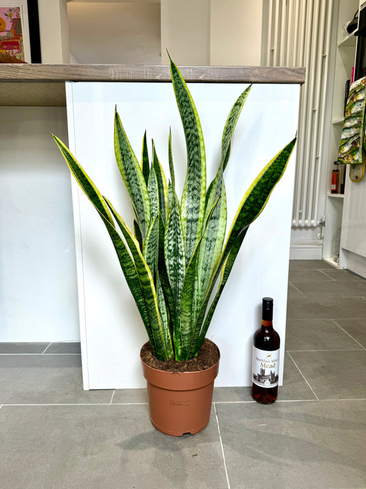75cm Sanseveria Laurentii (Snake / Mother in Law’s Tongue Plant)