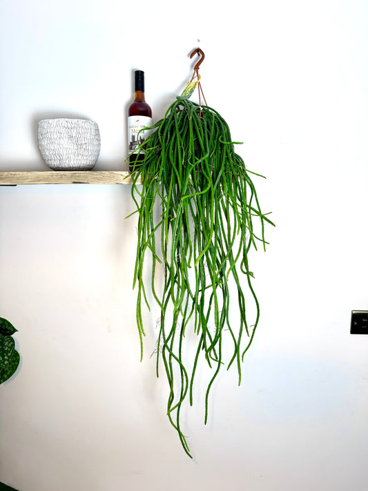 100cm Rhipsalis Wercklei (Moonlight Cactus)