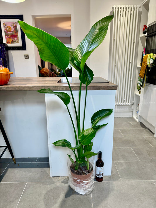 140cm Strelitzia nicolai (Bird of paradise)